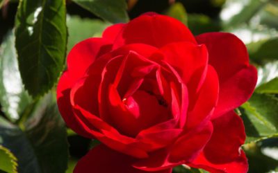 The Subject Was Roses